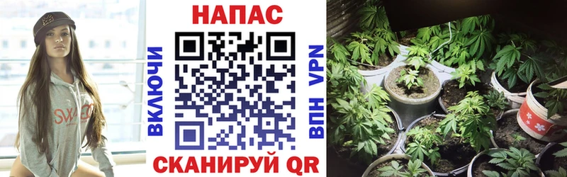 Шишки марихуана марихуана  omg как войти  Шарья 